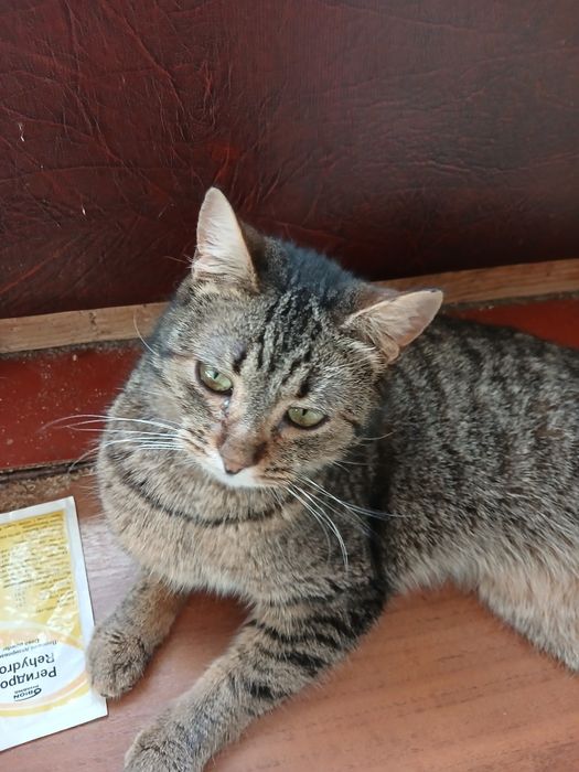 Молода, стерилізована, дуже Ласкава кішечка Маняша у добрі руки