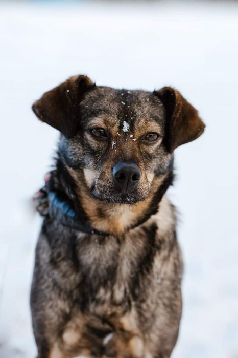 Drobniutka, młoda Sunia poleca się do adopcji!