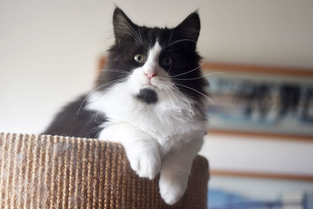 Lindo Gatinho Bosques da Noruega com LOP