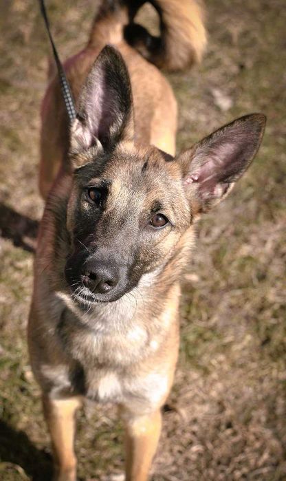 Убежала собака, метиc малинуa,помогите найти