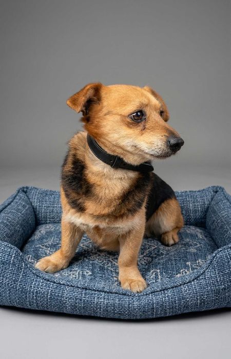 DUDUŚ -  mały, fajny piesek