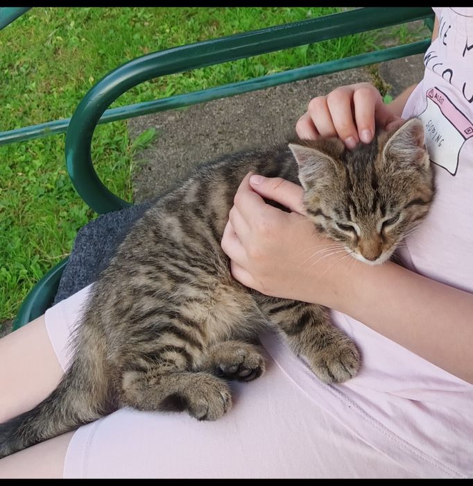 Zaginąił kotek -imię Karmel