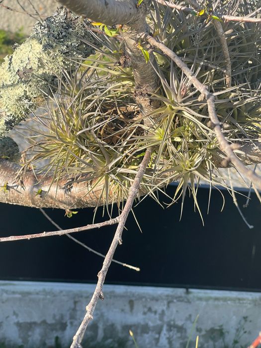 Tillandsia planta do ar