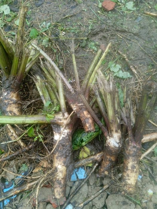 Хрін свіжокопаний