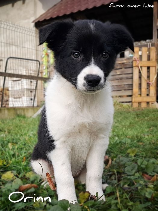 Suczka Border Collie ZKwP FCI7