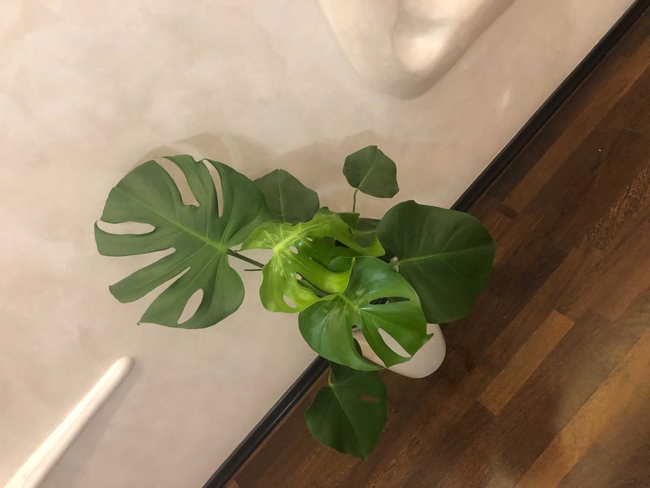 Монстера комнатное растение домашние растения