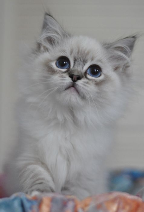 Śliczna  koteczka Delilah Nekonomicon