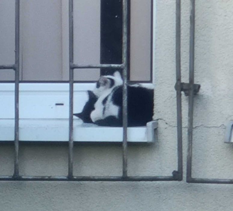 Kot do adopcji - MAKAIA, 1 rok