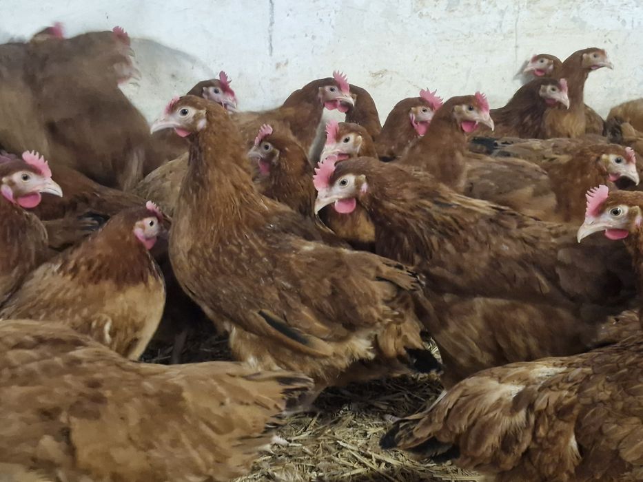 Kury, kurczęta odchowane- Przysucha możliwy transport!!!