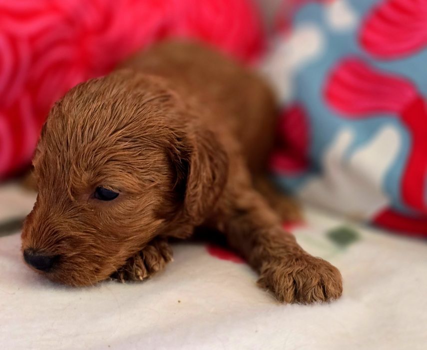 Piesek cockapoo!