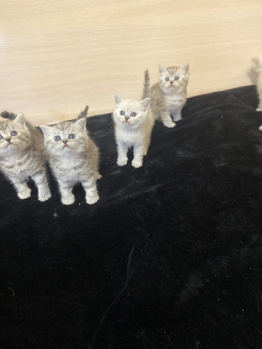 Шотландские котята