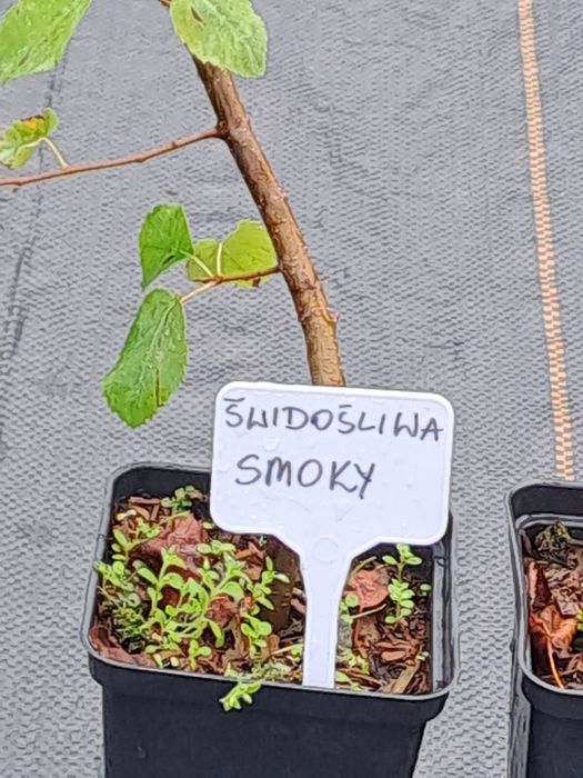 Świdośliwa,  sadzonki