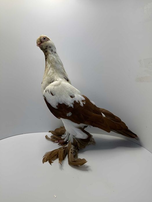 Motyl warszawski czerwony samiec 2025r.