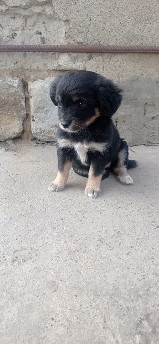 Сабака Разривака