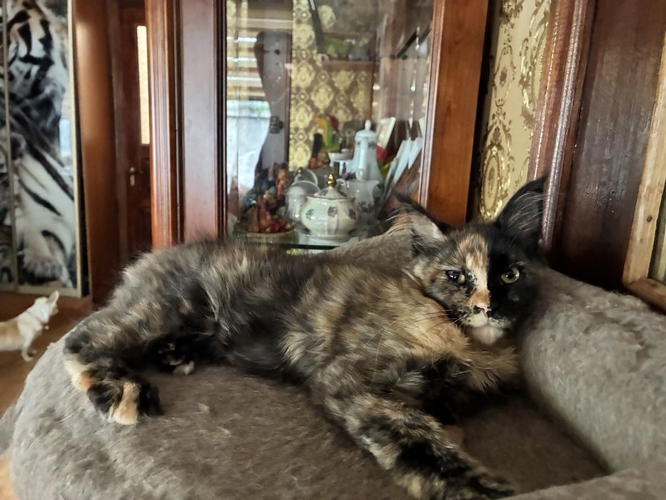 Котенок Мейн-кун, питомник , 3 месяца