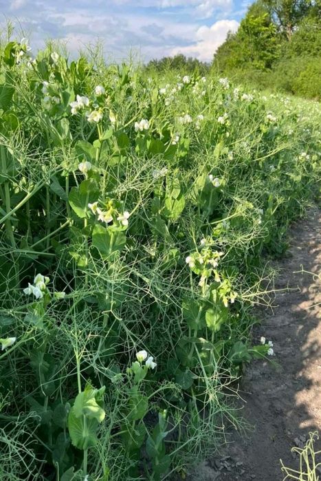 Зелений горох, виробник, насіння