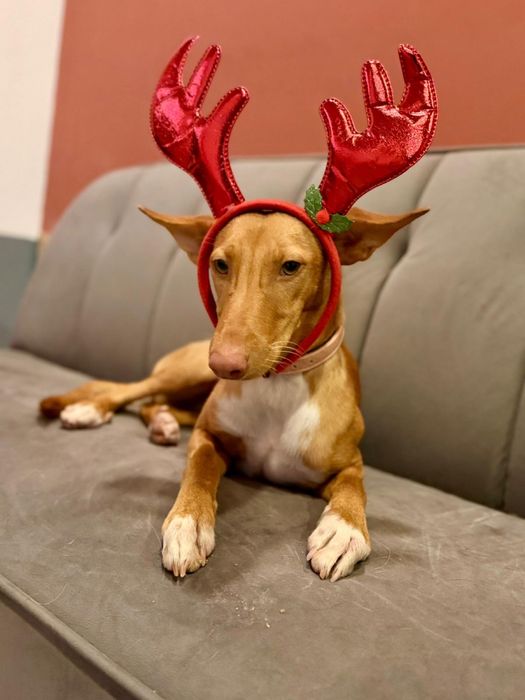 Cadela bebé para adoção responsável