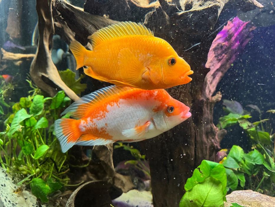 Pielęgnica cytrynowa