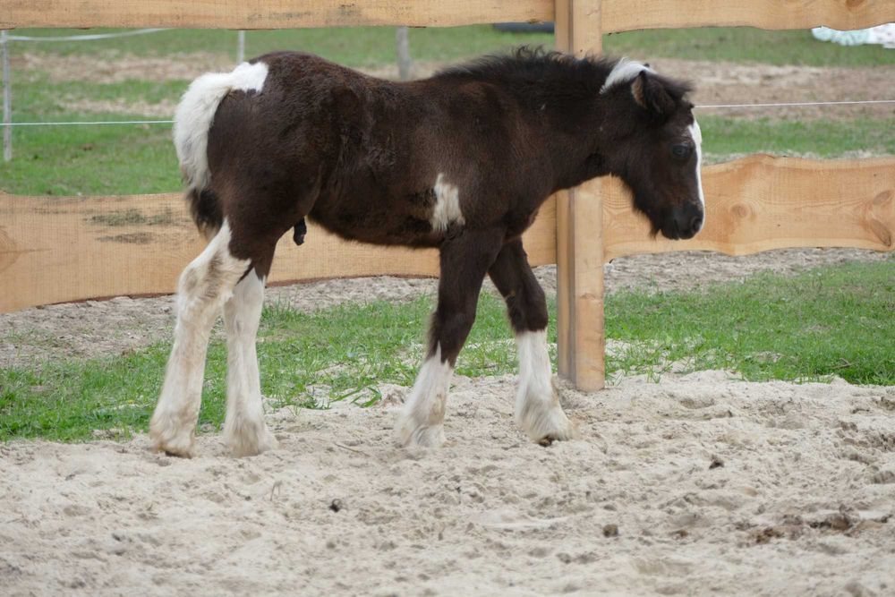 Ogierek Gypsy Cob 2025 r. -  gen perły, pełne badania, paszport ICS