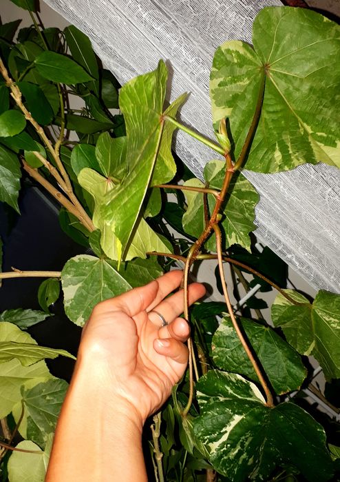 Липовидный вариегатный гибискус с/с