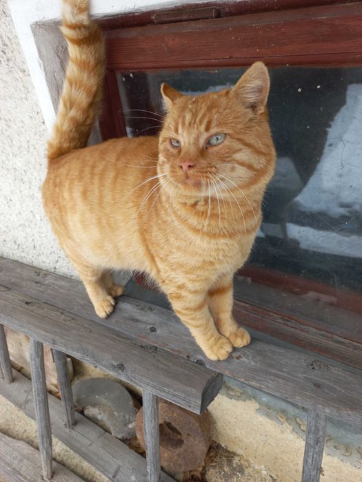 Рудий котик шукає дім