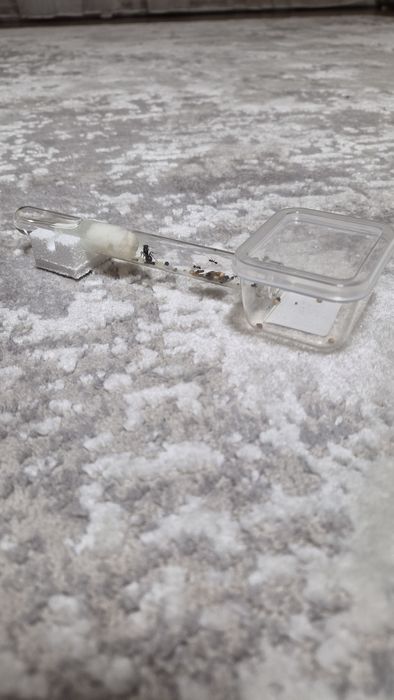 Мурахи Messor struktor/ чи просто інкубатор з ареною без мурах