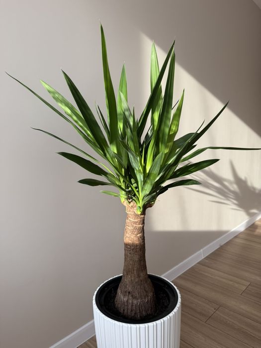 Юкка  слонова вічнозелена рослина,драцена запашна