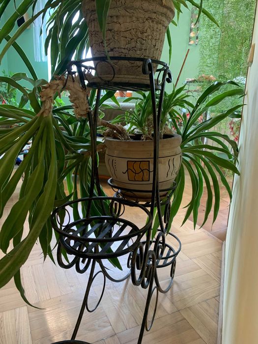 ЮККА домашня з кованою підставкою на 5 квітів