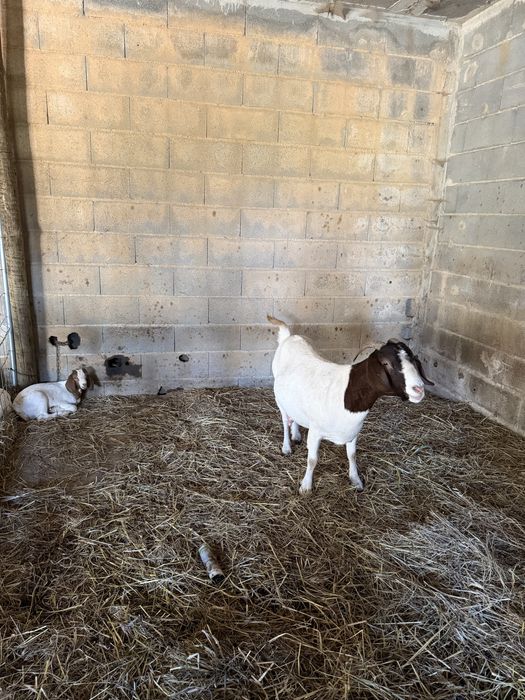 Cabras boer para venda
