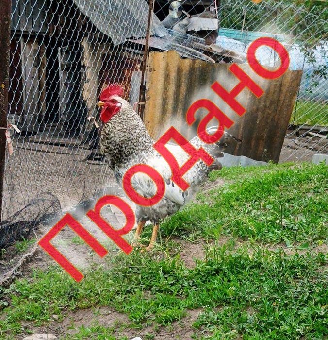 Продам молодих півників!