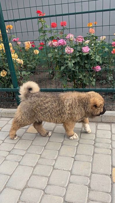 цуценята кавказької вівчарки