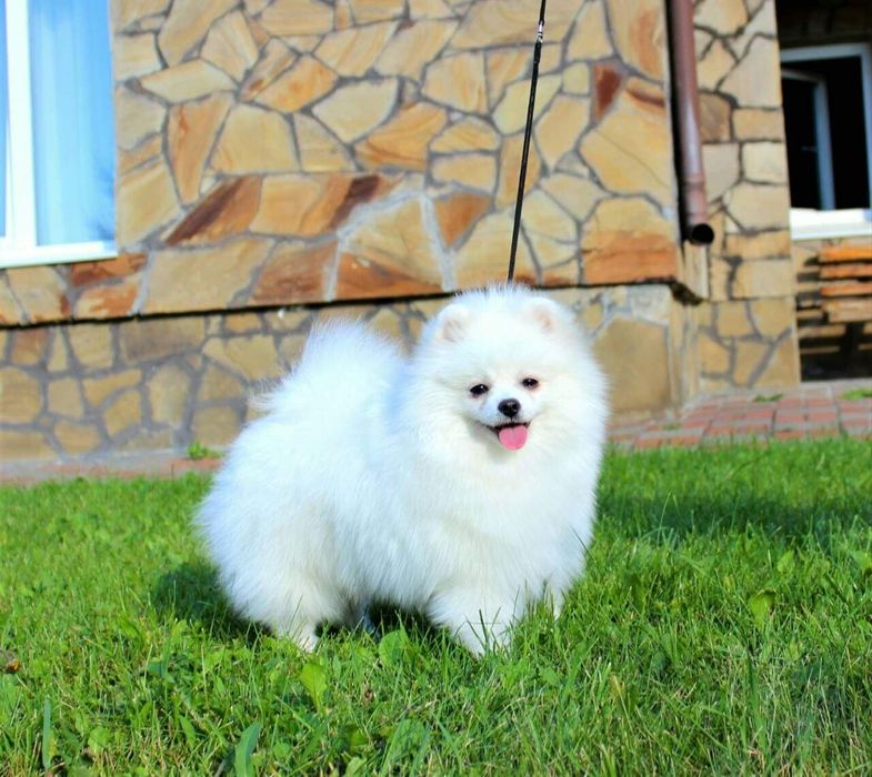 Piesek szpic miniaturowy Pomeranian