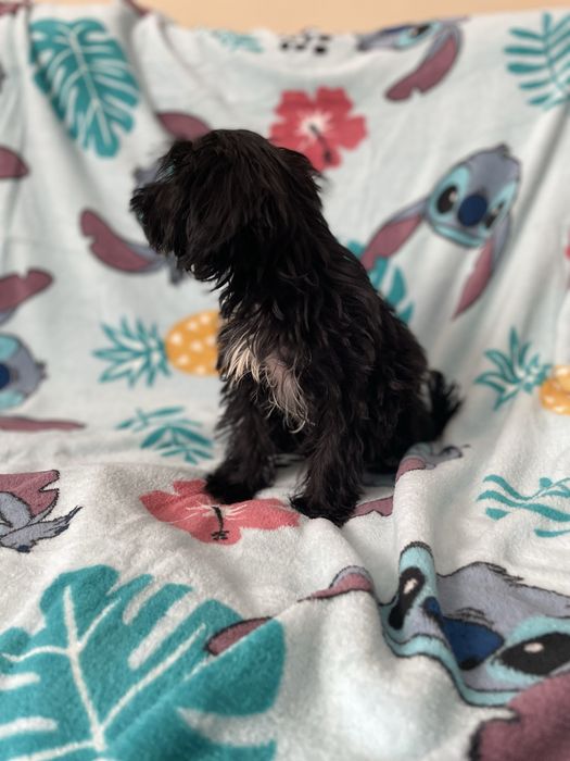 York yorkshire terrier black sunia