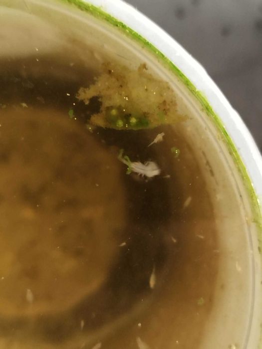 Artémia salina viva