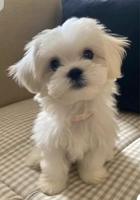 Bichon maltês menino