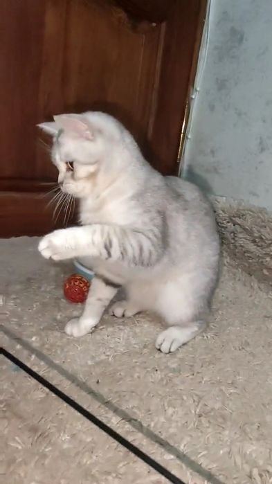 Мальчик страйт серебристая шиншилла.