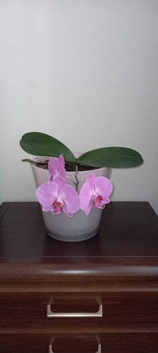 Орхидея лиловая маленькая