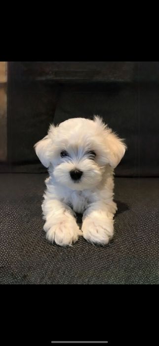 .Стандарт Мальтипу;;‼️пудель;;