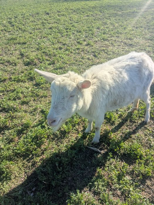 Продам коз  молочної породи