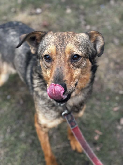 Większość życia w przytulsiku pomóz adoptuj