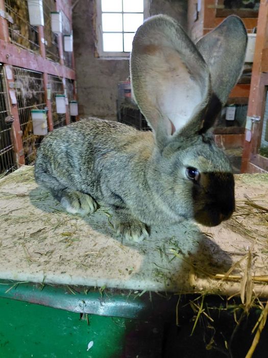 Olbrzym belgijski samczyki