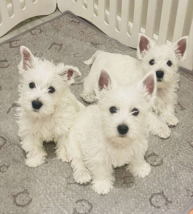 Вест хайленд вайт терʼєр