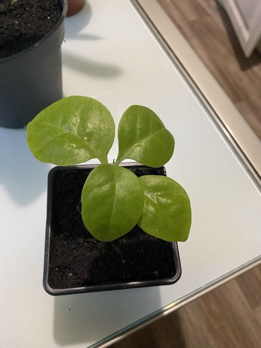 Аглонема, пеперомия, камнеломка, традесканция, пеларгонія, ледебурия,