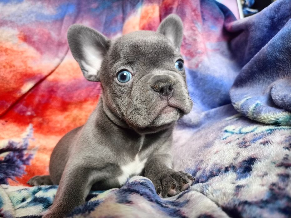 Французский бульдог мальчик