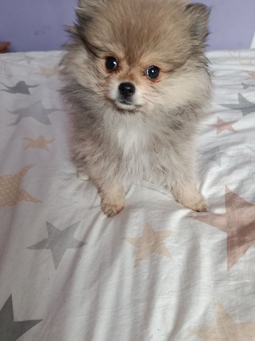 Померанський шпіц дівчинка