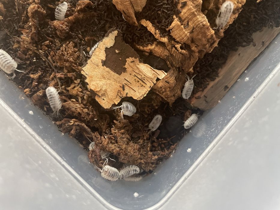 Isopody Nesodillo arcangelii 'Shiro utsuri' 20 szt.