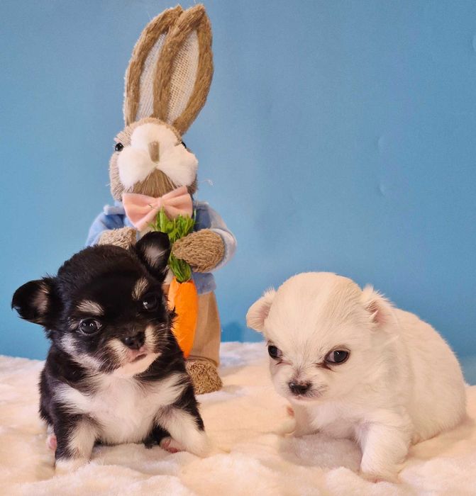 Chiuhaha Dziewczynka długowłosa odbiór koniec Marca