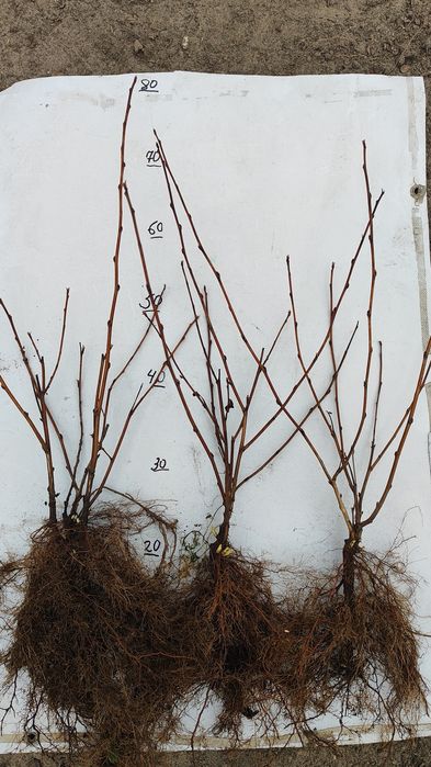 Пухироплідник калинолистий " Діаболо "