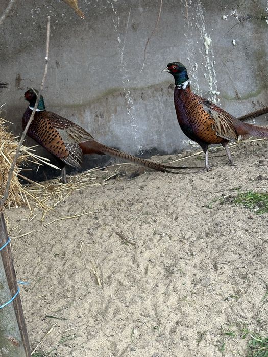 Фазаны  продам домашные