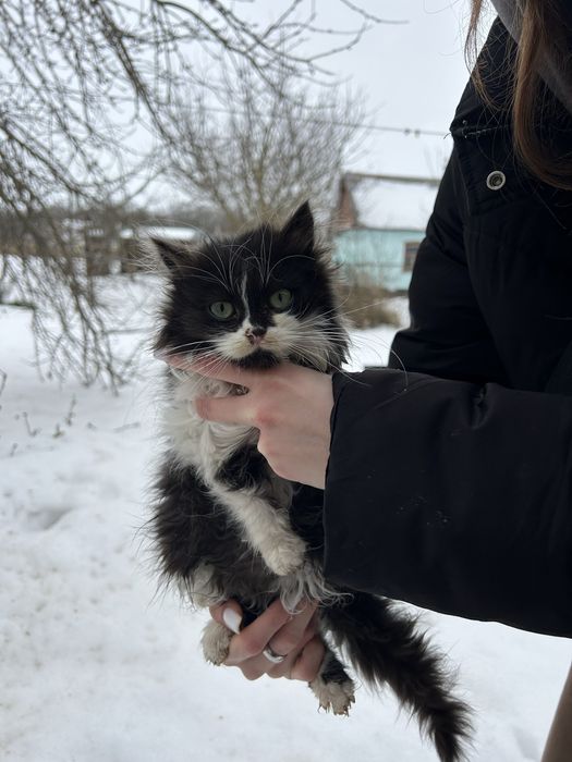 Віддам кошенят в добрі руки